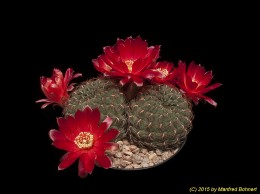 Sulcorebutia frankiana LHG99 2359